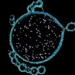 Proč se v Shark Bay skrývají naši prapředci: Příběh o mikrobech, kteří začali život