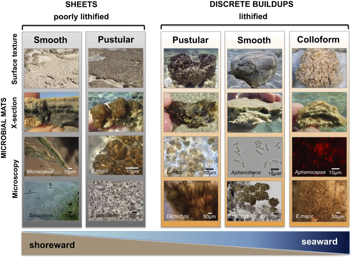Proč se v Shark Bay skrývají naši prapředci: Příběh o mikrobech, kteří začali život - image 1