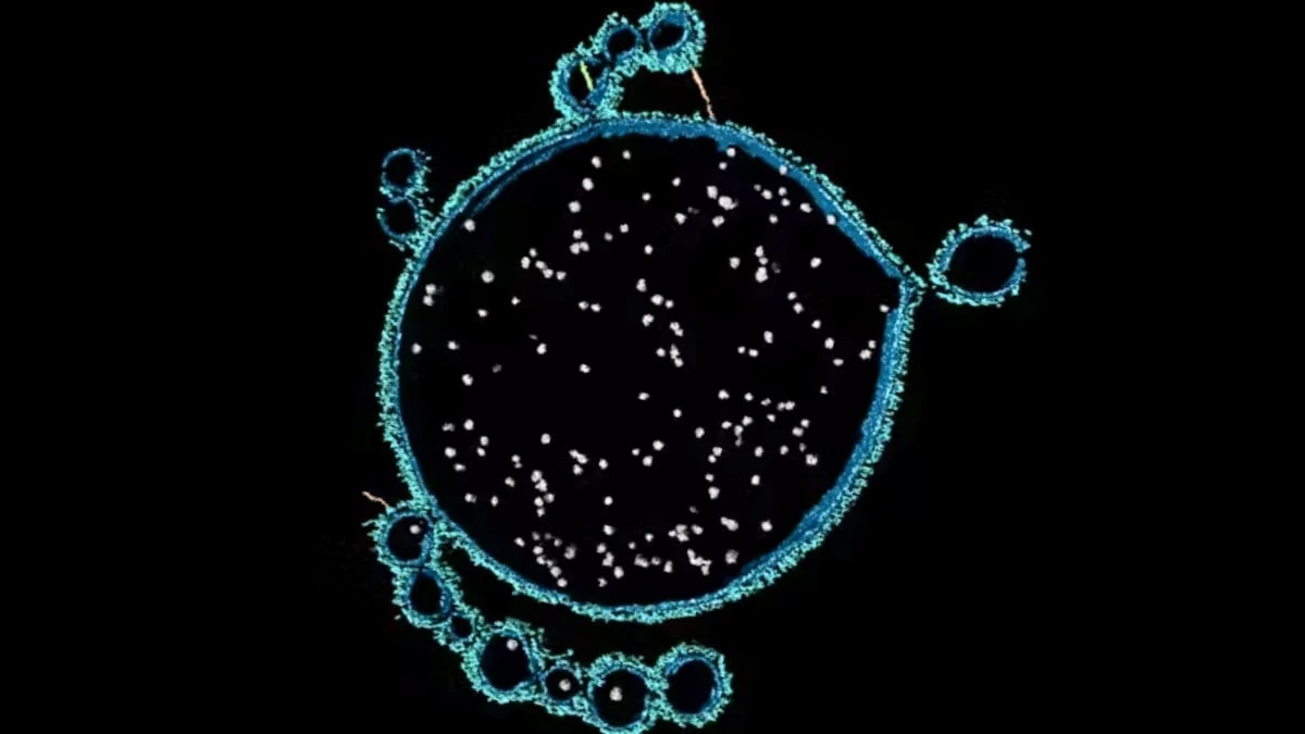 Proč se v Shark Bay skrývají naši prapředci: Příběh o mikrobech, kteří začali život