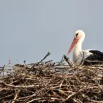 Proč staří hospodáři nikdy nevyháněli čápa ze střechy
