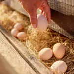 Proč sytě oranžový žloutek neznamená kvalitnější vejce