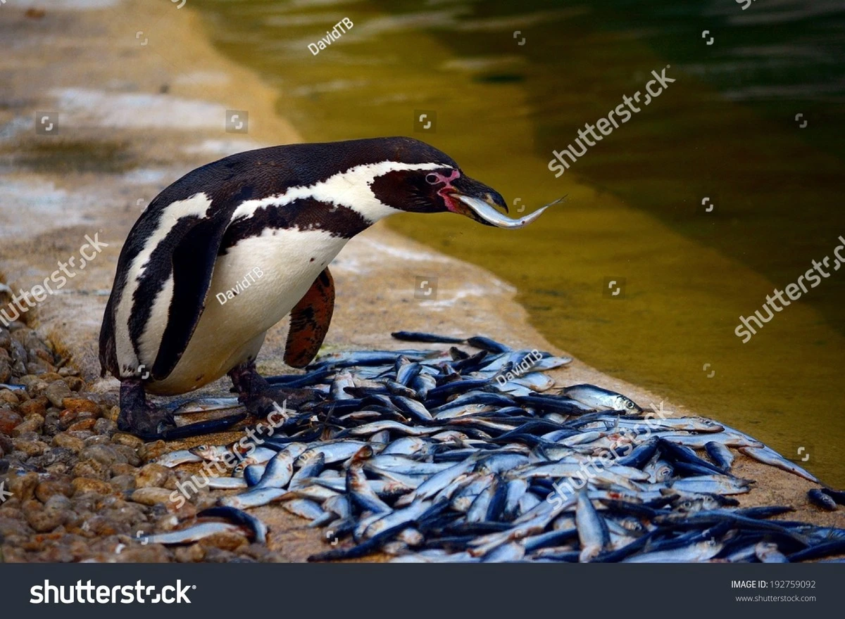 Proč tučňáci v zoo stárnou rychleji než v divočině: Vědci našli znepokojivou shodu s lidmi - image 1