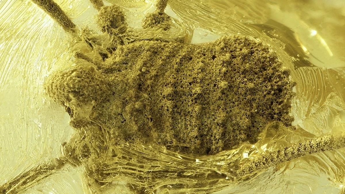 Proč vědci našli v ukrajinském jantaru tvora, který už v Evropě miliony let nežije