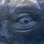 Proč vědci začali přirovnávat cvakání vorvaňů k lidské abecedě