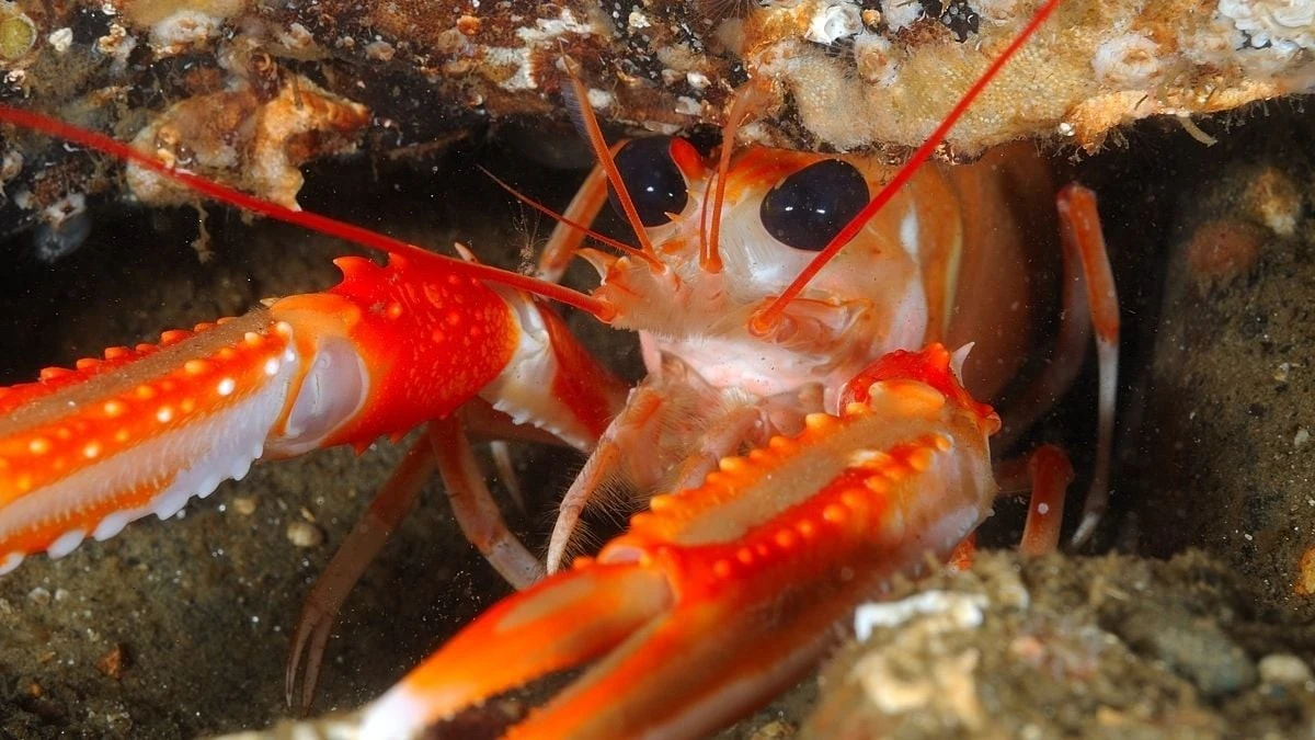 Proč vědci začali podávat humrům běžné léky proti bolesti