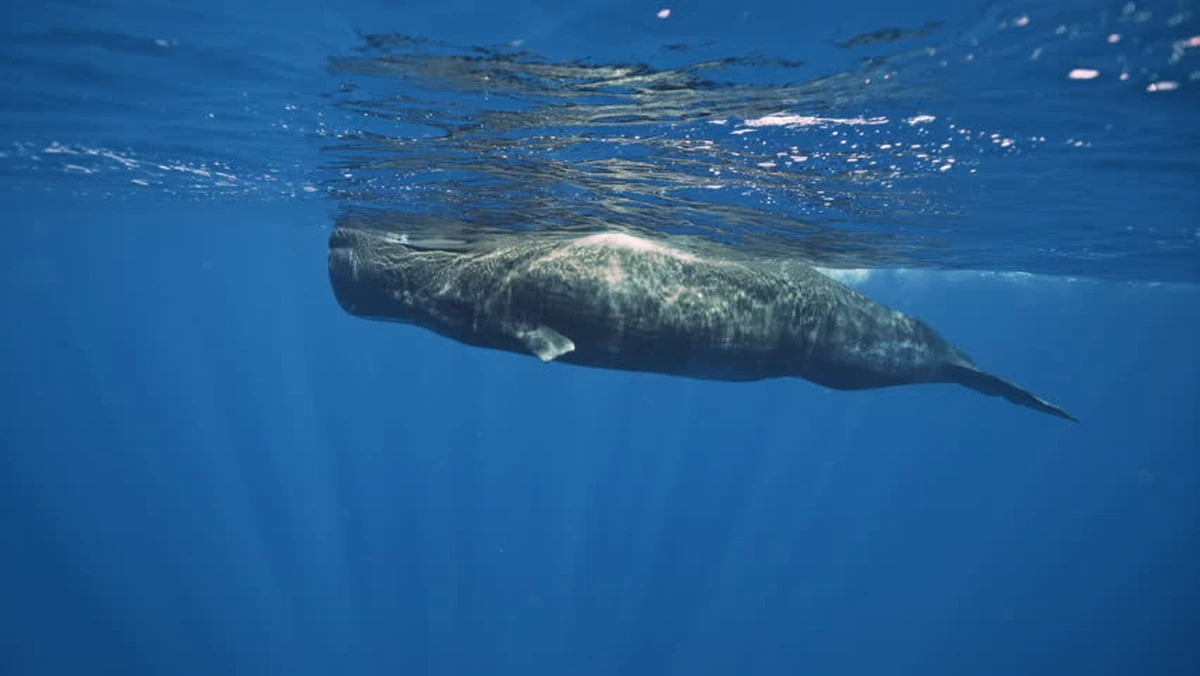 Proč vědci začali přirovnávat cvakání vorvaňů k lidské abecedě - image 1