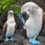 Proč většina písniček i zvířat ladí na 2 údery za sekundu