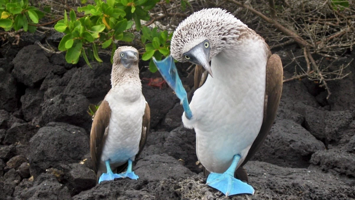 Proč většina písniček i zvířat ladí na 2 údery za sekundu