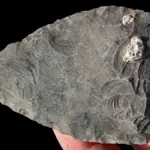 Proč zkušení archeologové v Etiopii hledají kosti v bahně a ne v jeskyních