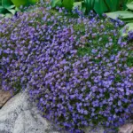 Proč zkušení čeští zahrádkáři sází mezi kameny právě tařičku