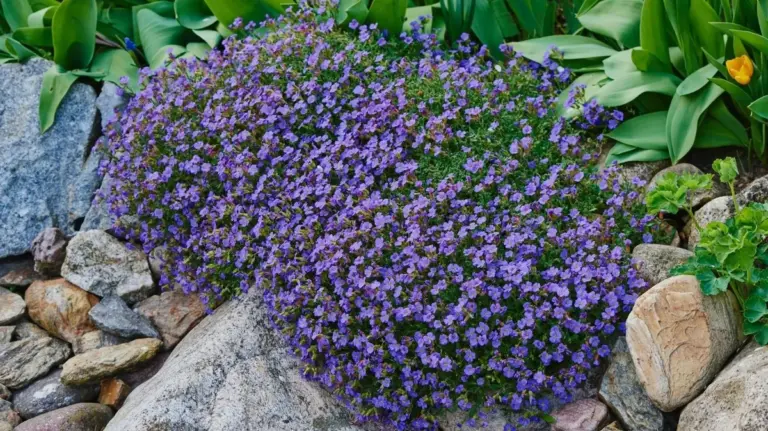 Proč zkušení čeští zahrádkáři sází mezi kameny právě tařičku