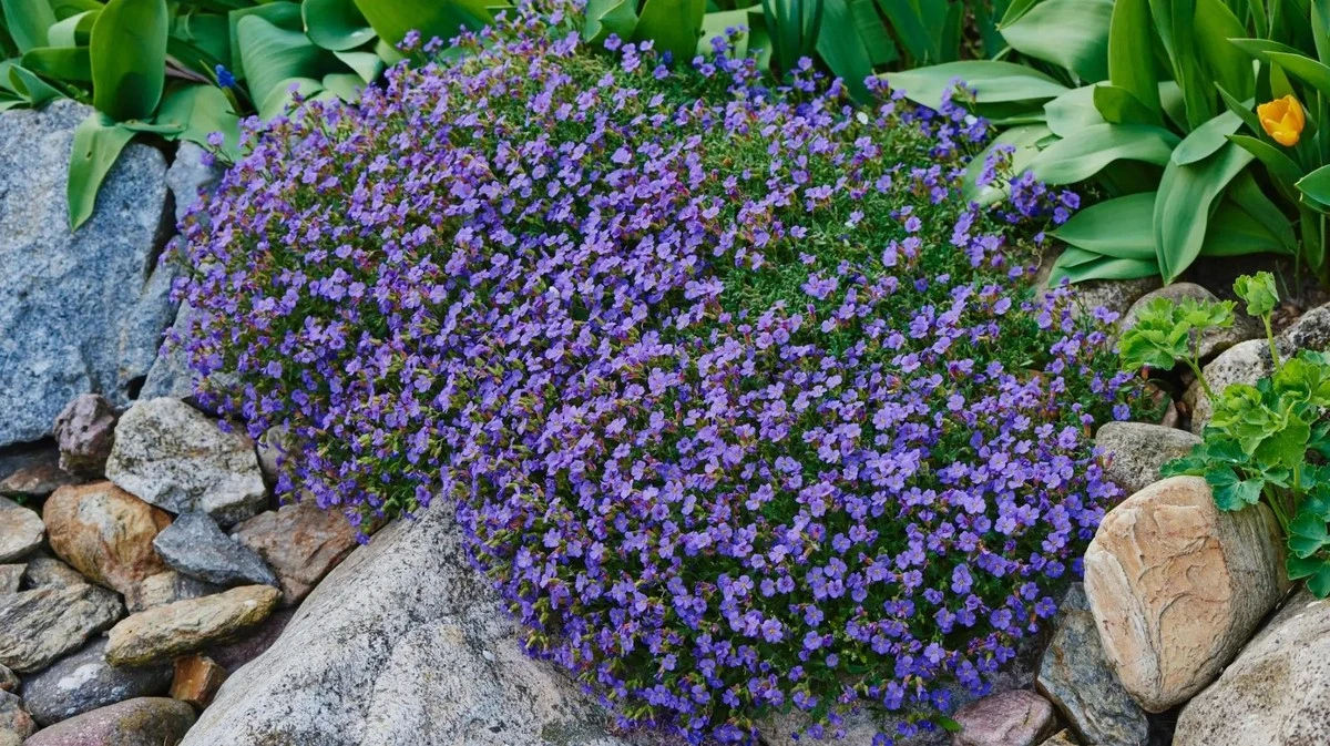 Proč zkušení čeští zahrádkáři sází mezi kameny právě tařičku