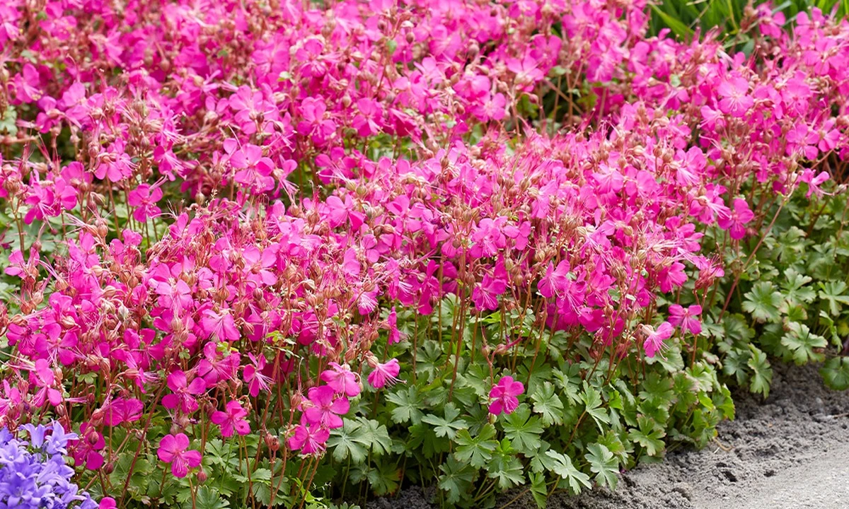 Proč zkušení čeští zahradníci sází do záhonů obyčejný řebříček - image 1