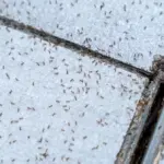 Proč zkušení chalupáři dávají na mravence starý květináč