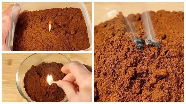 Proč zkušení chataři nikdy nevyhazují kávovou sedlinu do koše