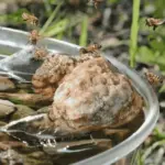 Proč zkušení chataři letos vyndávají skleněné kuličky z ptačích pítek