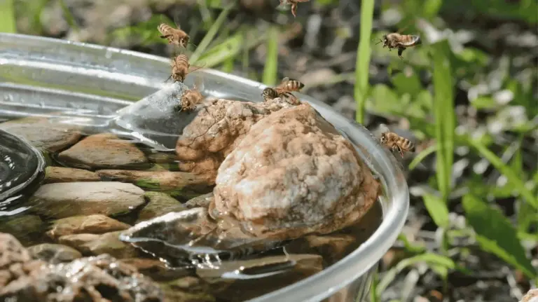 Proč zkušení chataři letos vyndávají skleněné kuličky z ptačích pítek