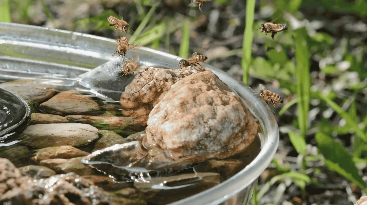 Proč zkušení chataři letos vyndávají skleněné kuličky z ptačích pítek
