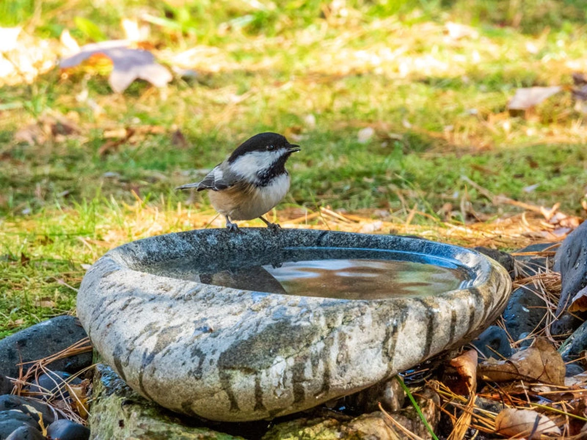 Proč zkušení chataři letos vyndávají skleněné kuličky z ptačích pítek - image 1