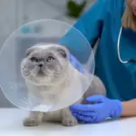 Proč zkušení chovatelé nečekají na první mrouskání: Skutečný důvod sterilizace koček