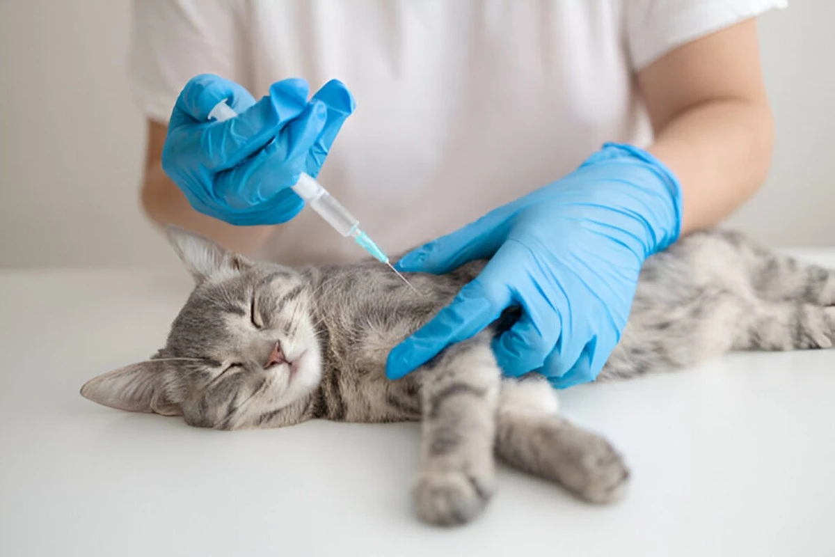 Proč zkušení chovatelé nečekají na první mrouskání: Skutečný důvod sterilizace koček - image 1