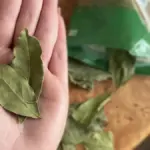 Proč zkušení hospodyně v dubnu pálí na talíři jeden bobkový list