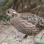 Proč zkušení inženýři zkoumají ptačí peří pro chlazení budov