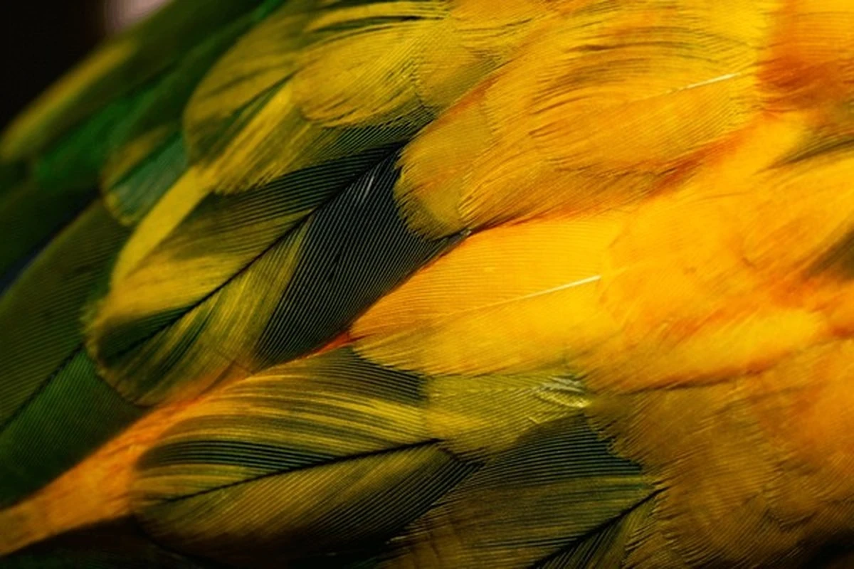 Proč zkušení inženýři zkoumají ptačí peří pro chlazení budov - image 1