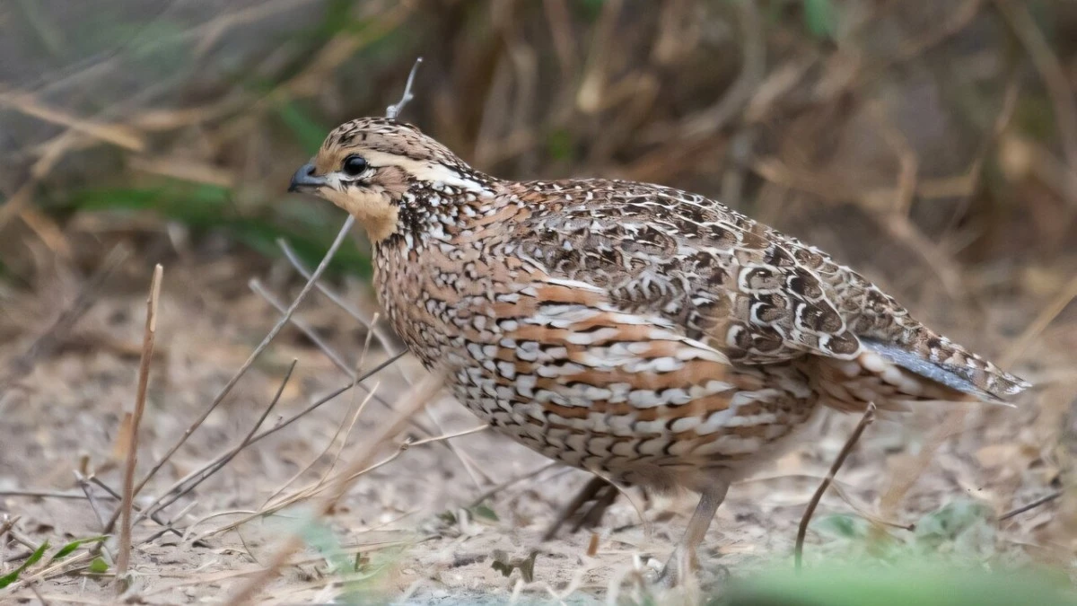 Proč zkušení inženýři zkoumají ptačí peří pro chlazení budov