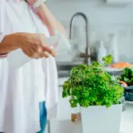 Proč zkušení kuchaři dávají svazek kopru do sklenice s vodou