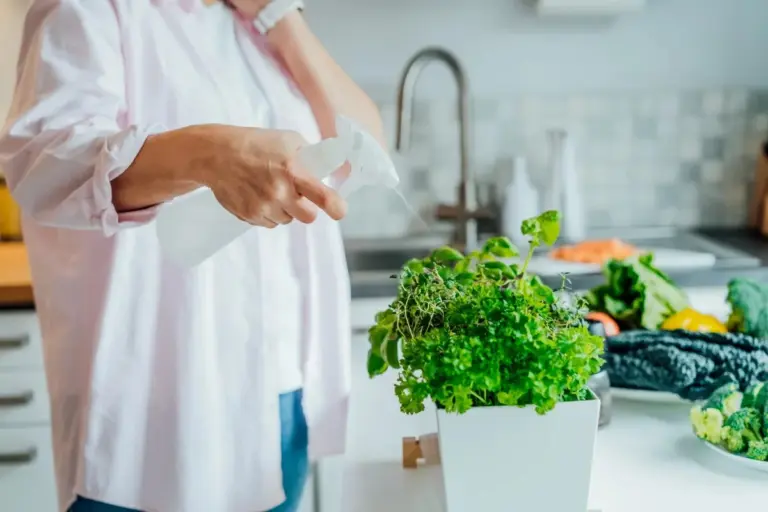 Proč zkušení kuchaři dávají svazek kopru do sklenice s vodou