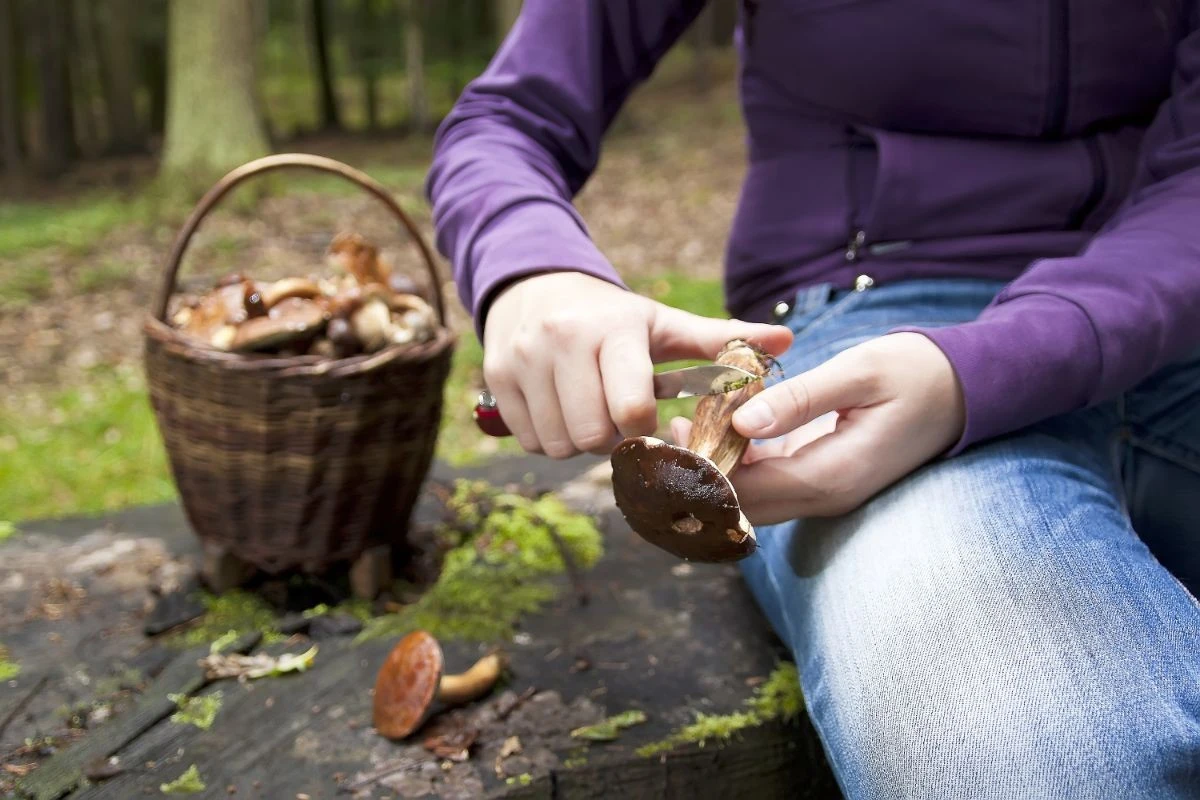 Proč zkušení kuchaři nikdy nenáčejí čerstvé houby do vody - image 1