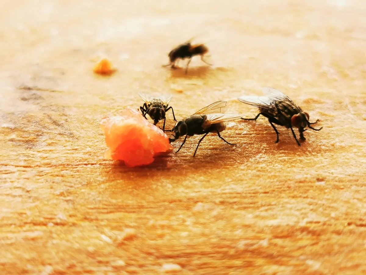 Proč zkušení lidé pokládají rozkrojený citron s hřebíčkem na okenní parapet