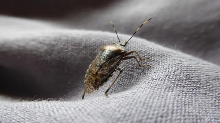 Proč zkušení lidé s příchodem podzimu stříkají rámy oken octem