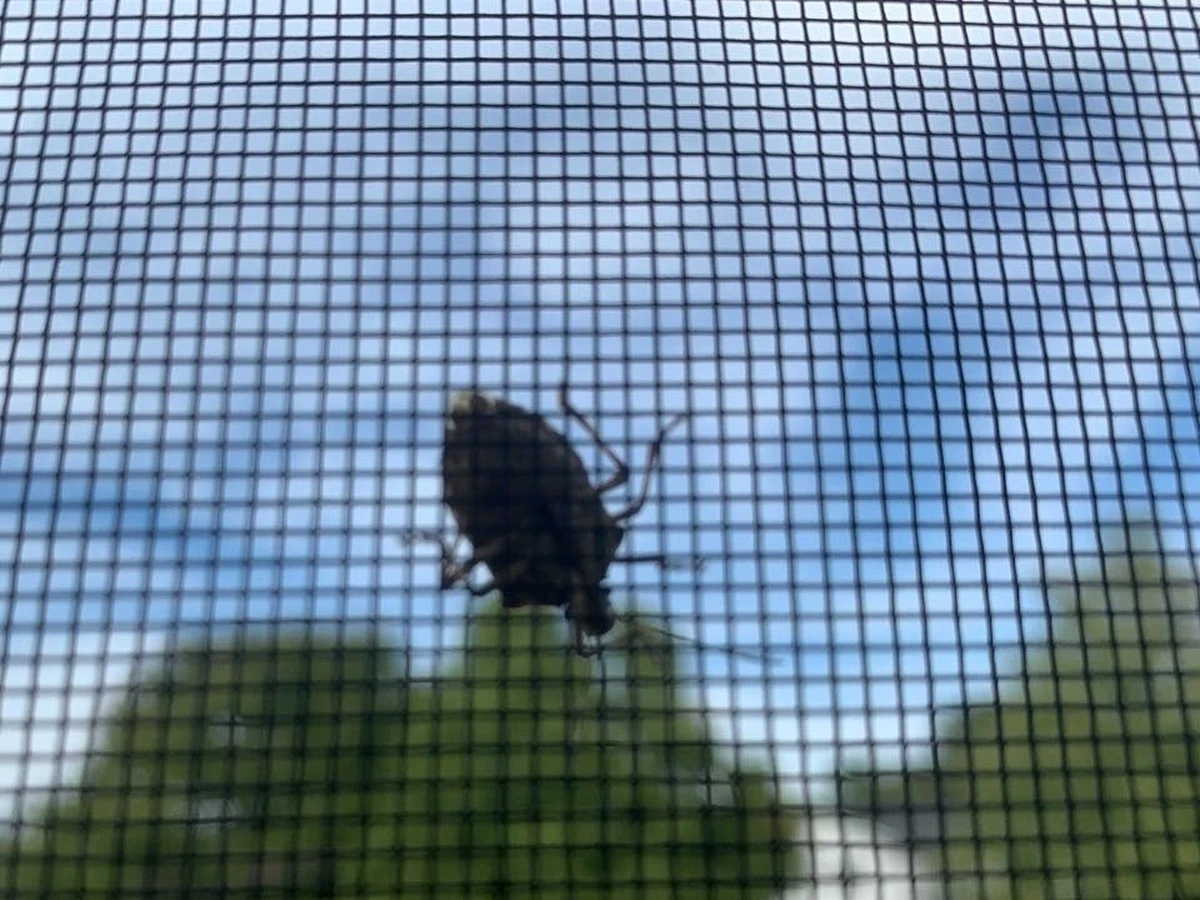 Proč zkušení lidé s příchodem podzimu stříkají rámy oken octem - image 1