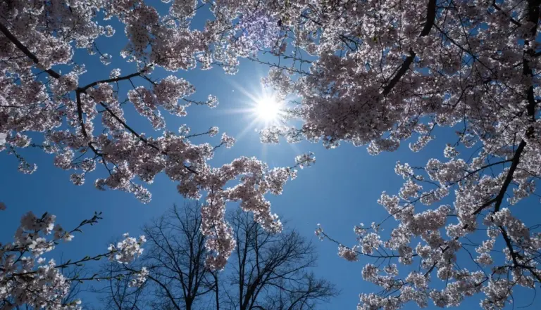 Proč zkušení meteorologové radí nenechávat auto pod stromem během letošních Velikonoc