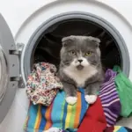 Proč zkušení opraváři sypou do pračky dvě lžíce kyseliny citronové