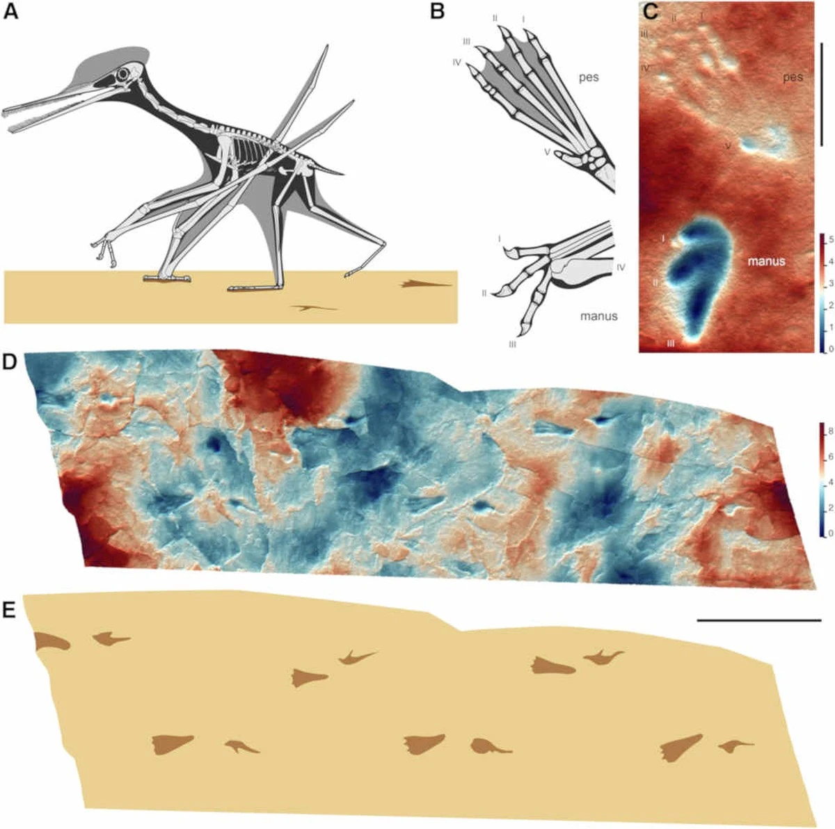 Proč zkušení paleontologové hledají stopy pterosauřích křídel v blátě - image 1