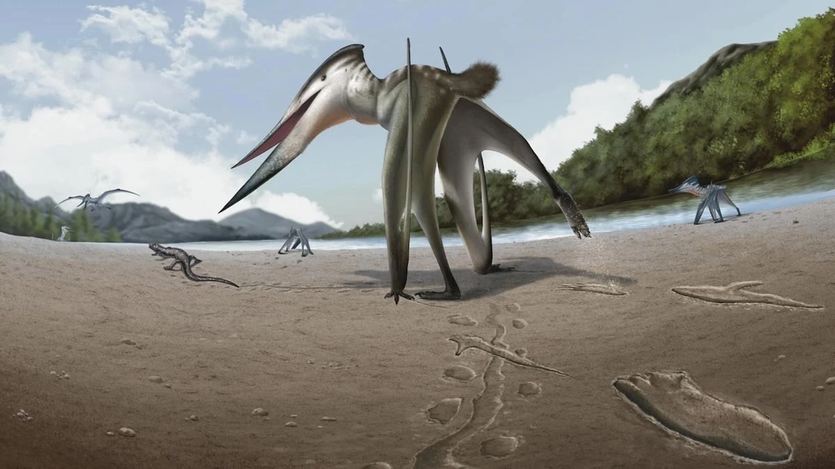Proč zkušení paleontologové hledají stopy pterosauřích křídel v blátě