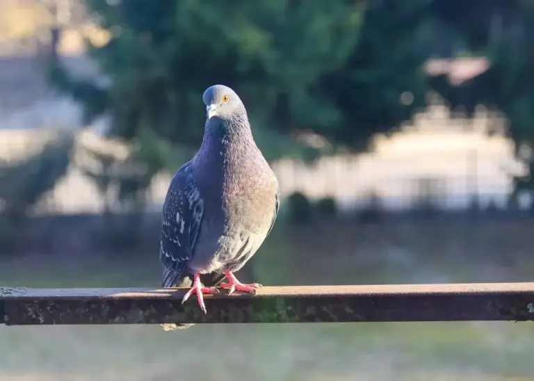 Proč zkušení pejskaři stříkají WD-40 na zábradlí balkonu