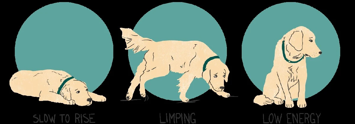 Proč zkušení pejskaři začali sledovat, jak často jejich pes mrká - image 1