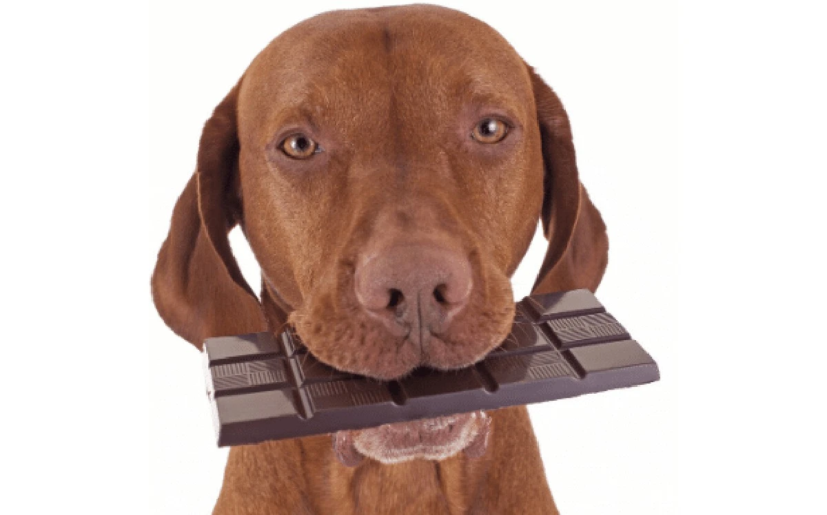 Proč zkušení pejskaři nikdy nenechají psa vylízat talíř po guláši - image 1