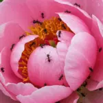 Proč zkušení pěstitelé sypou do květináčů mletou skořici