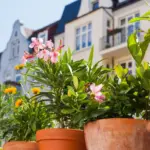 Proč zkušení pěstitelé vynášejí olivovníky a oleandry na terasu už v dubnu