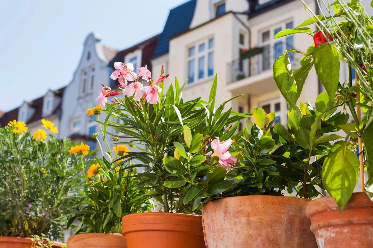 Proč zkušení pěstitelé vynášejí olivovníky a oleandry na terasu už v dubnu