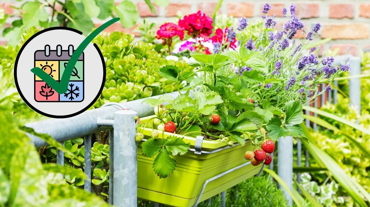 Proč zkušení pěstitelé dávají na balkon bambus místo muškátů