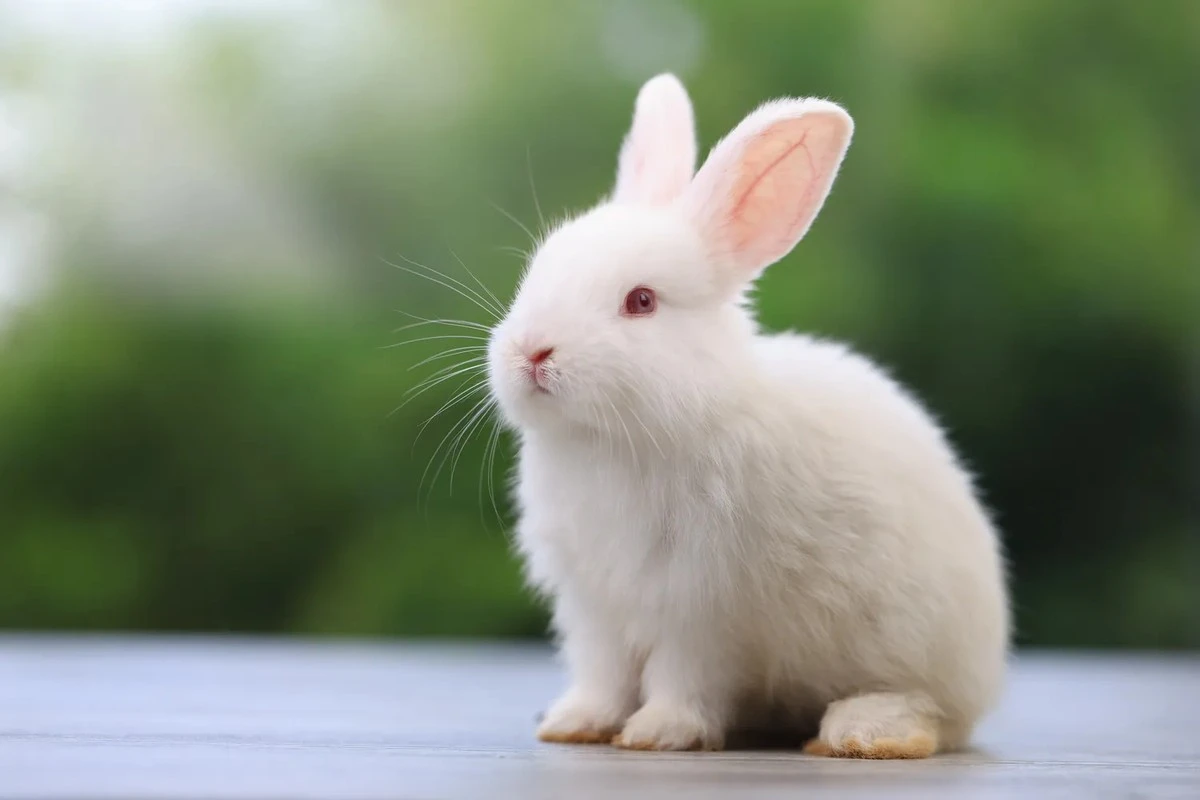 Proč zkušení pozorovatelé čekají na 6. duben jako na osudový zlom