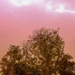 Proč zkušení sadaři nesází borovici ani dub v těsné blízkosti oken