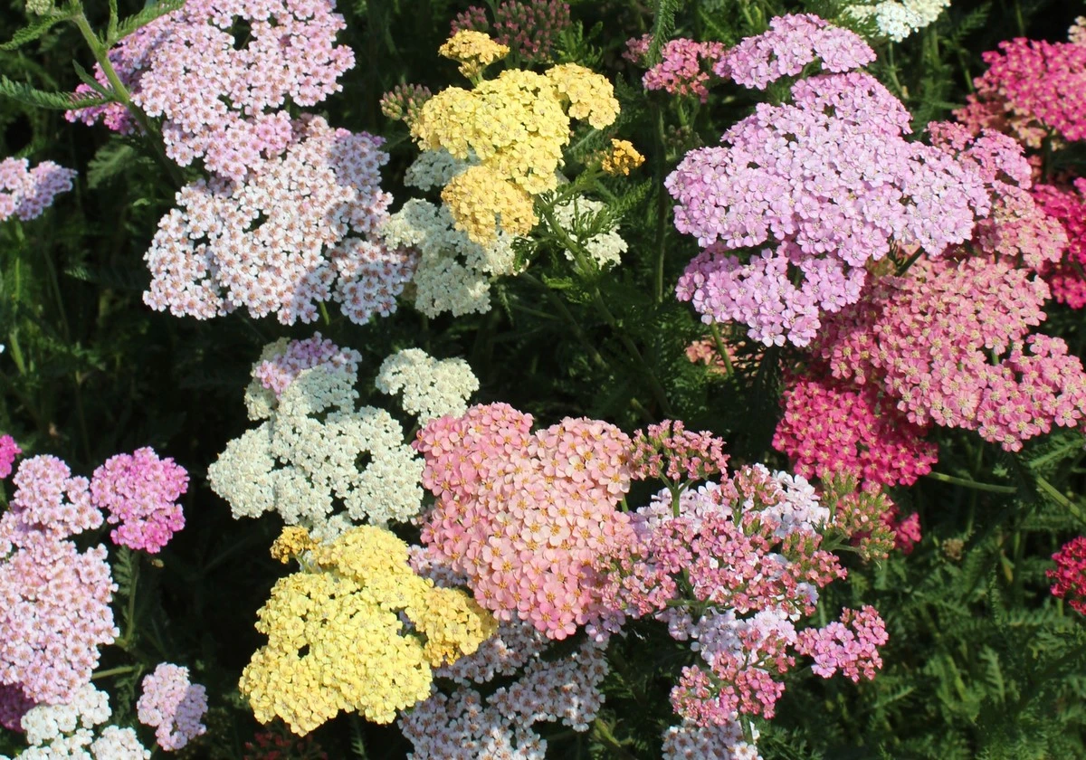 Proč zkušení zahradníci sázejí tyto 5 trvalek a pak už se o ně nestarají