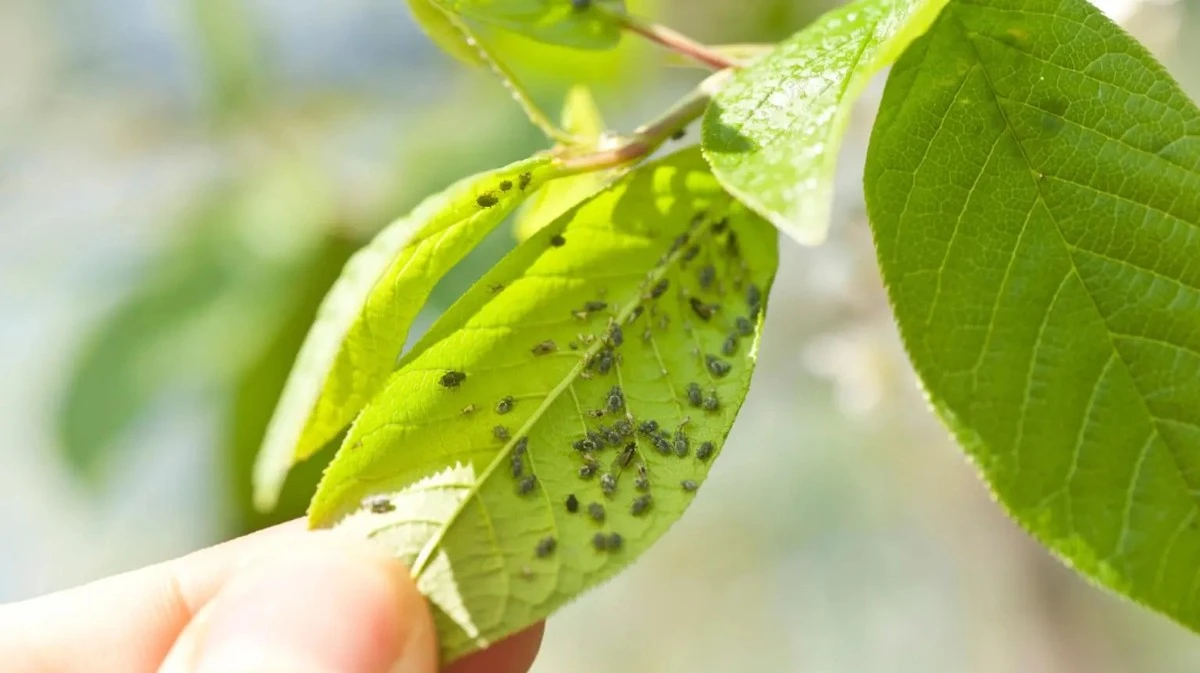 Proč zkušení zahrádkáři dávají do rozprašovače mléko